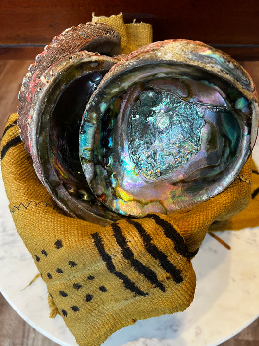 Large Abalone Shells