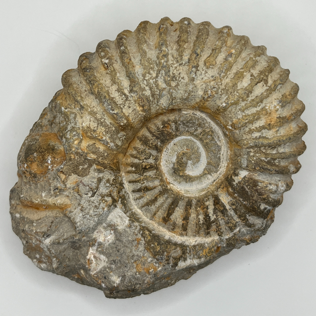Ammonite from Morocco
