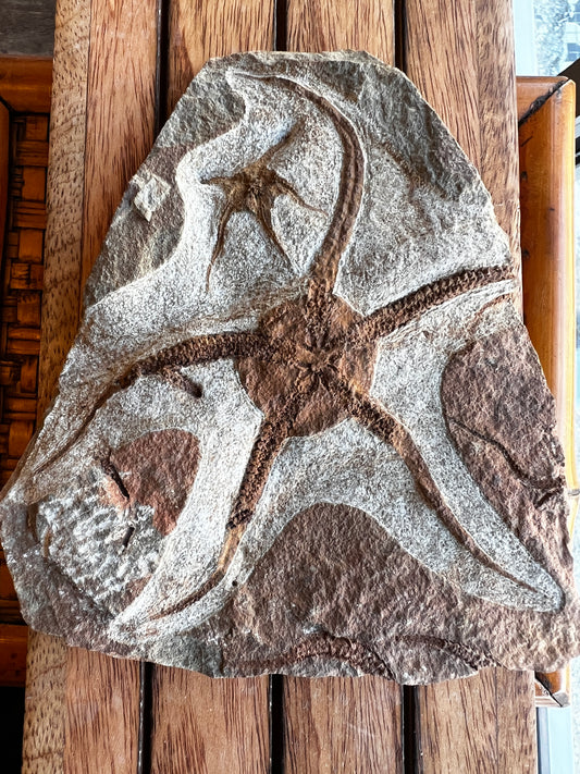 Fossil Brittle Star from Morocco