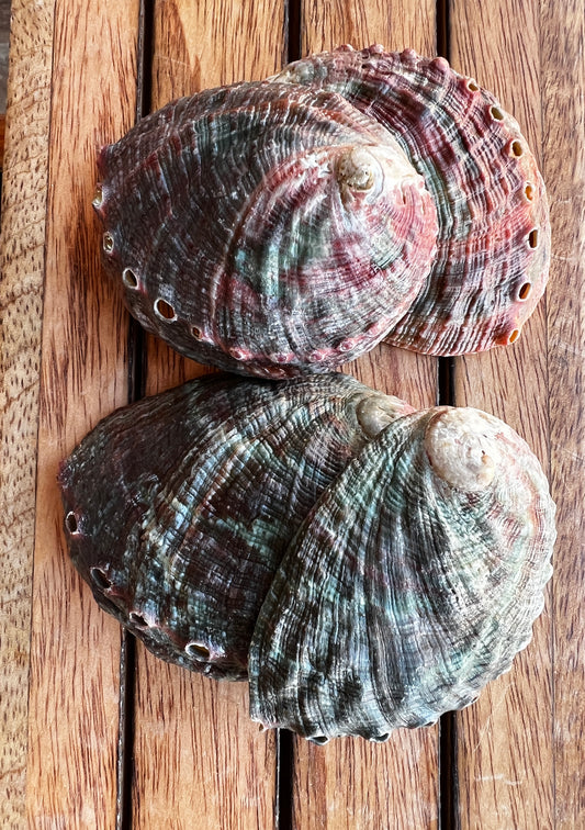 Mini Abalone Shells