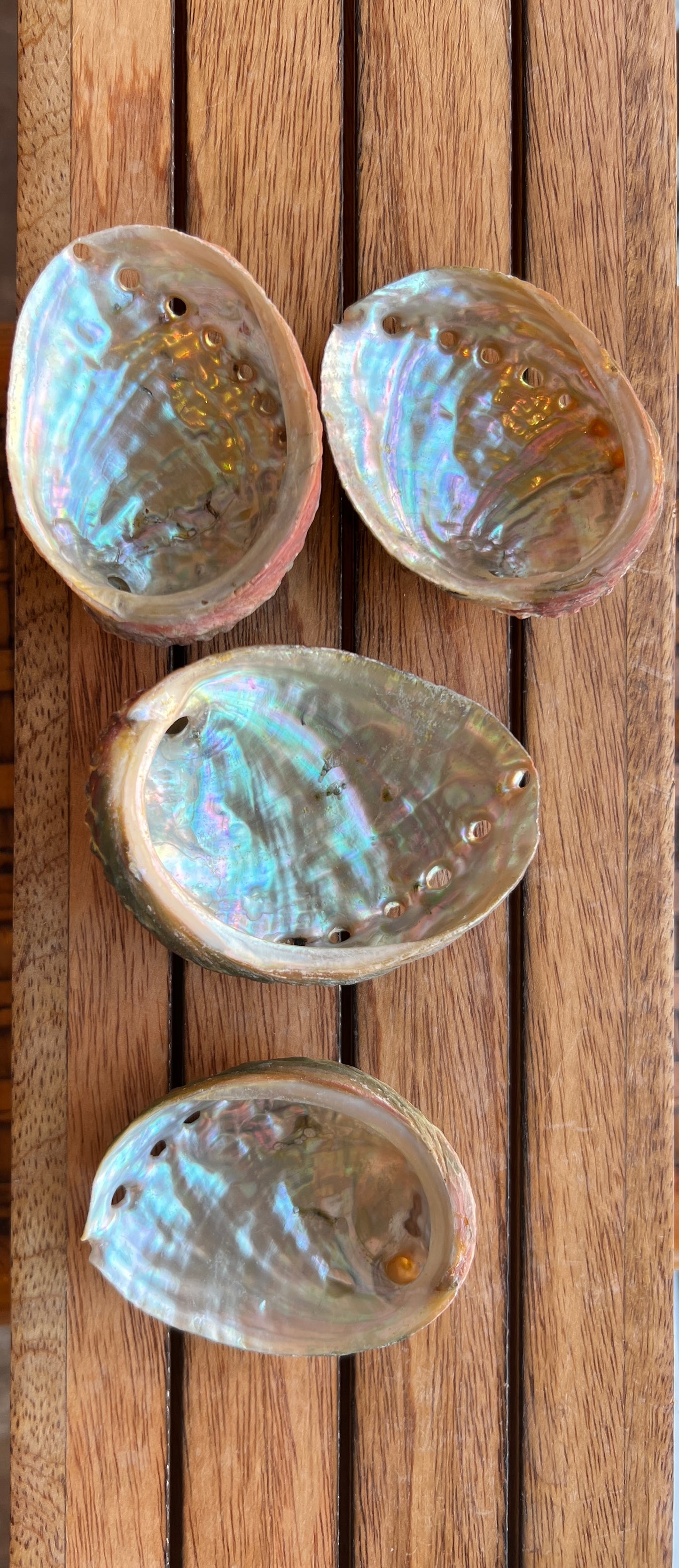Mini Abalone Shells