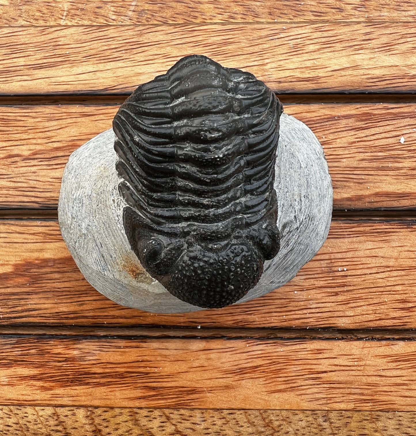Trilobite from Morocco in Concentration