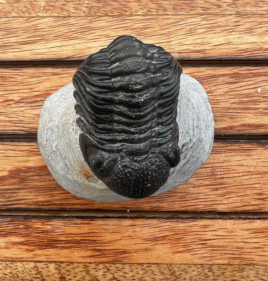 Trilobite from Morocco in Concentration